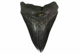 Fossil Megalodon Tooth - South Carolina #130745-1